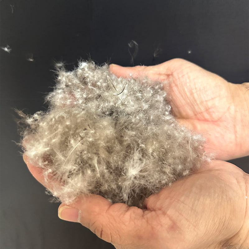 그레이 덕 다운 50% 그레이 덕 다운 50%