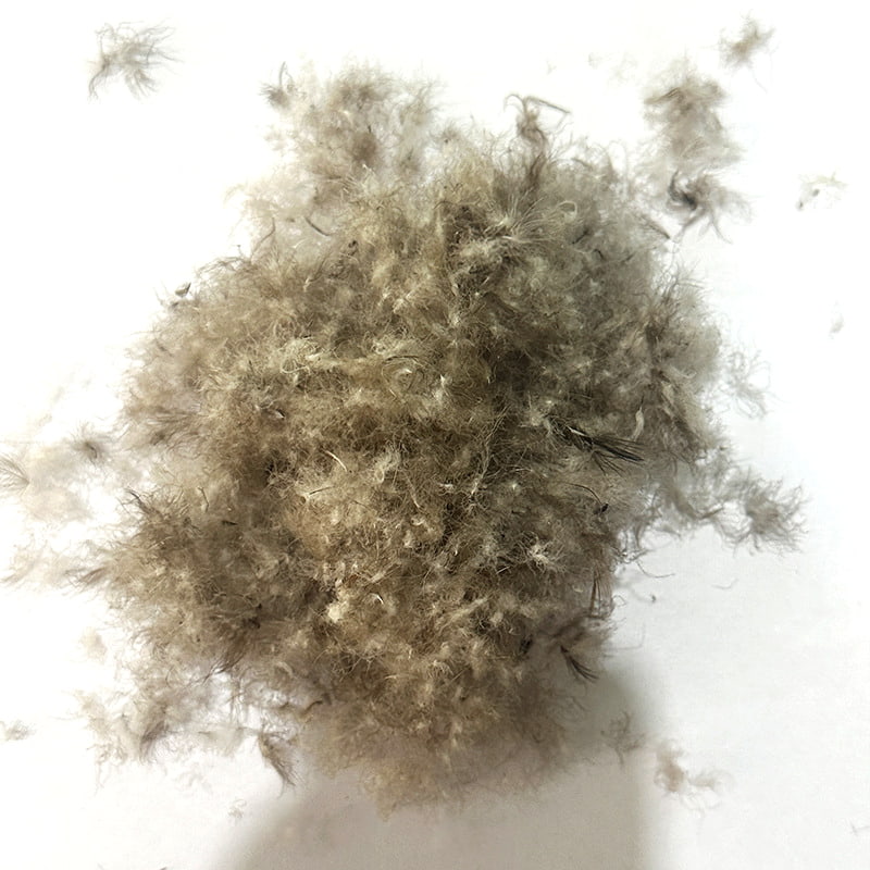 그레이 덕 다운 50% 그레이 덕 다운 50%