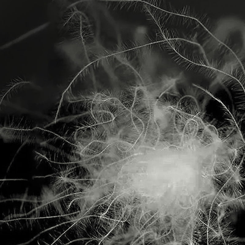 그레이 덕 다운 50%