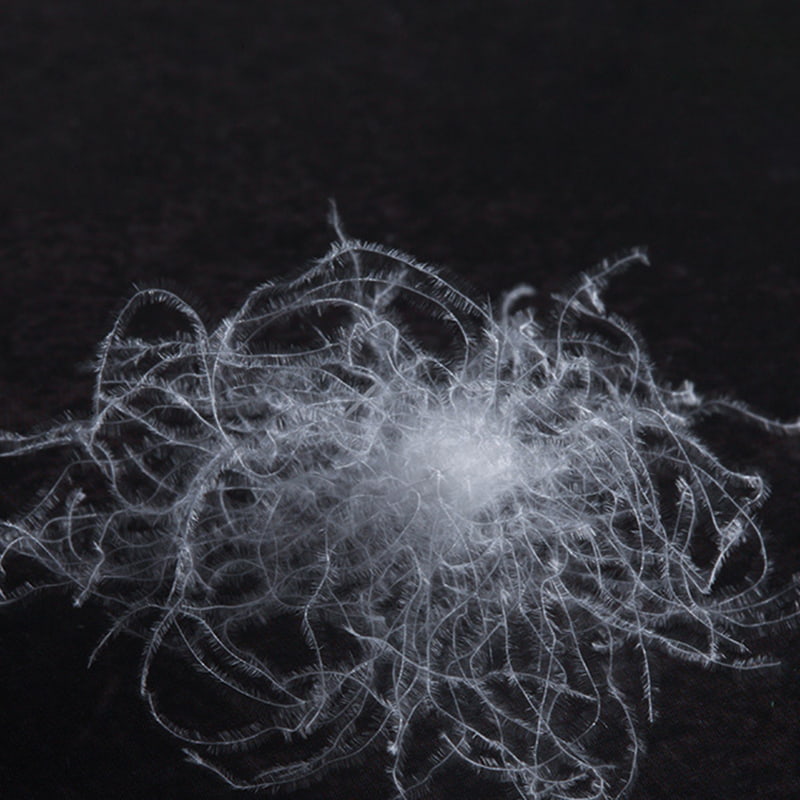 화이트 구스 다운 80% 화이트 구스 다운 80%