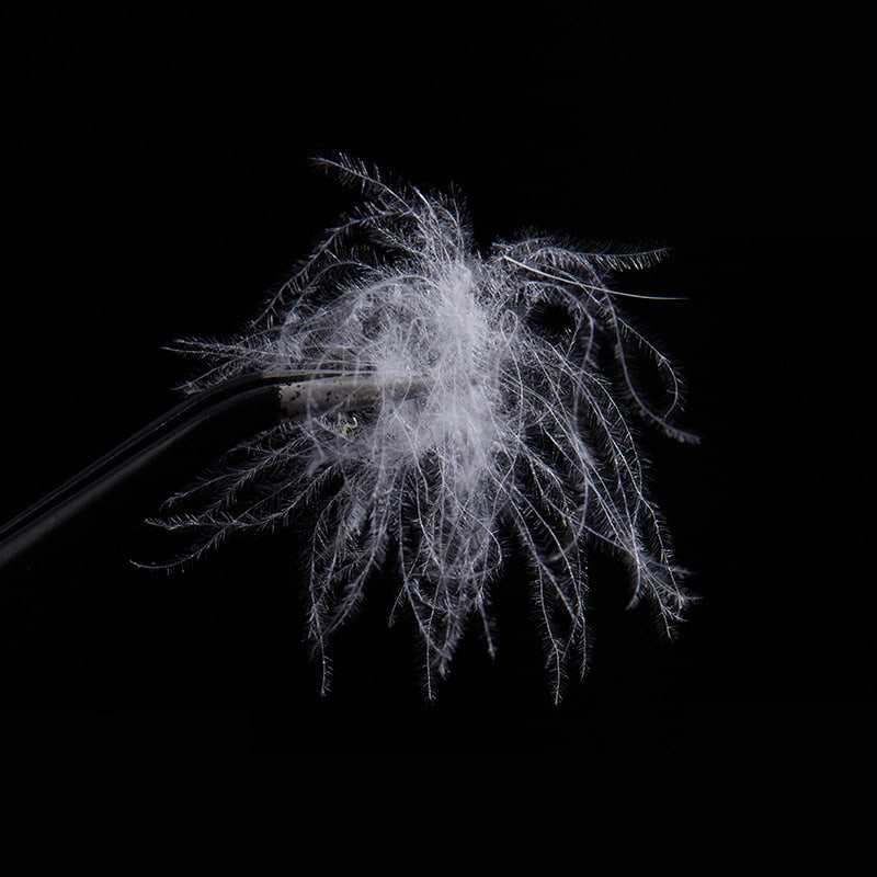 퓨어 화이트 덕다운 50%